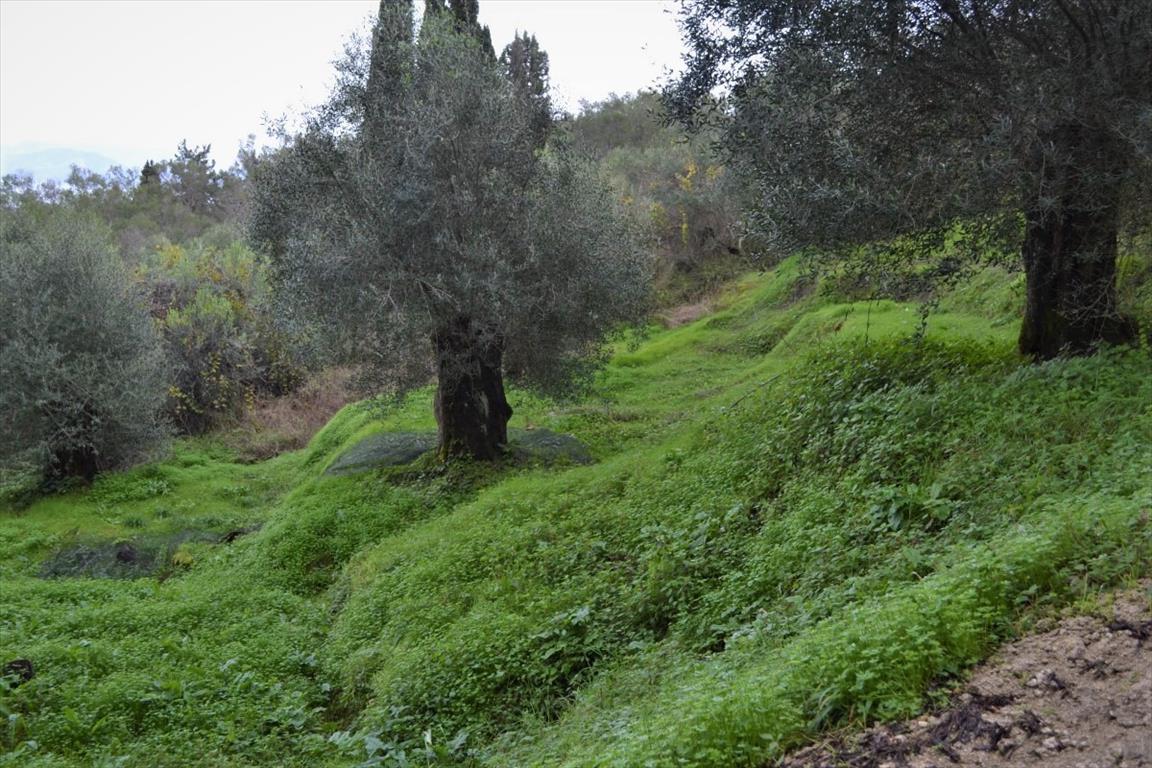 Земля на Корфу, Греция, 10 000 м² - фото 2