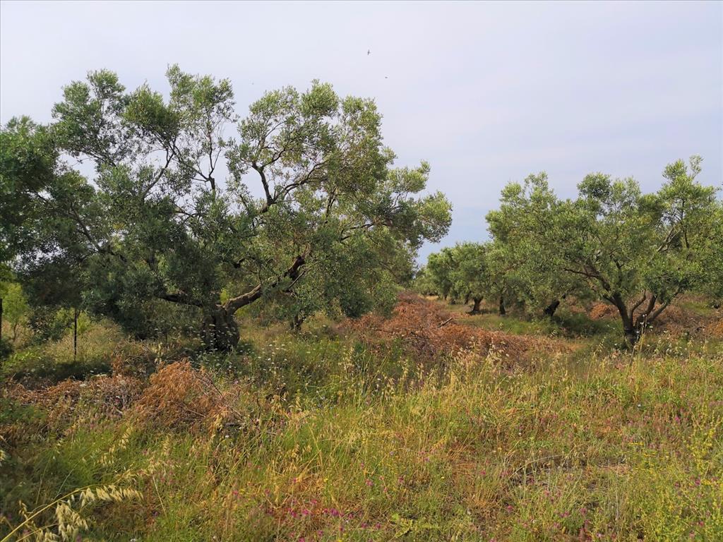 Земля в Ситонии, Греция, 5 330 м² - фото 2