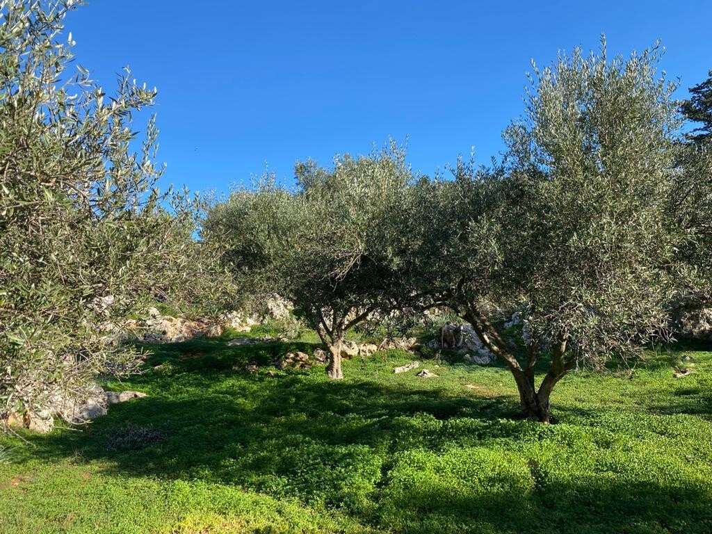 Земля в Ираклионе, Греция, 20 000 м² - фото 2