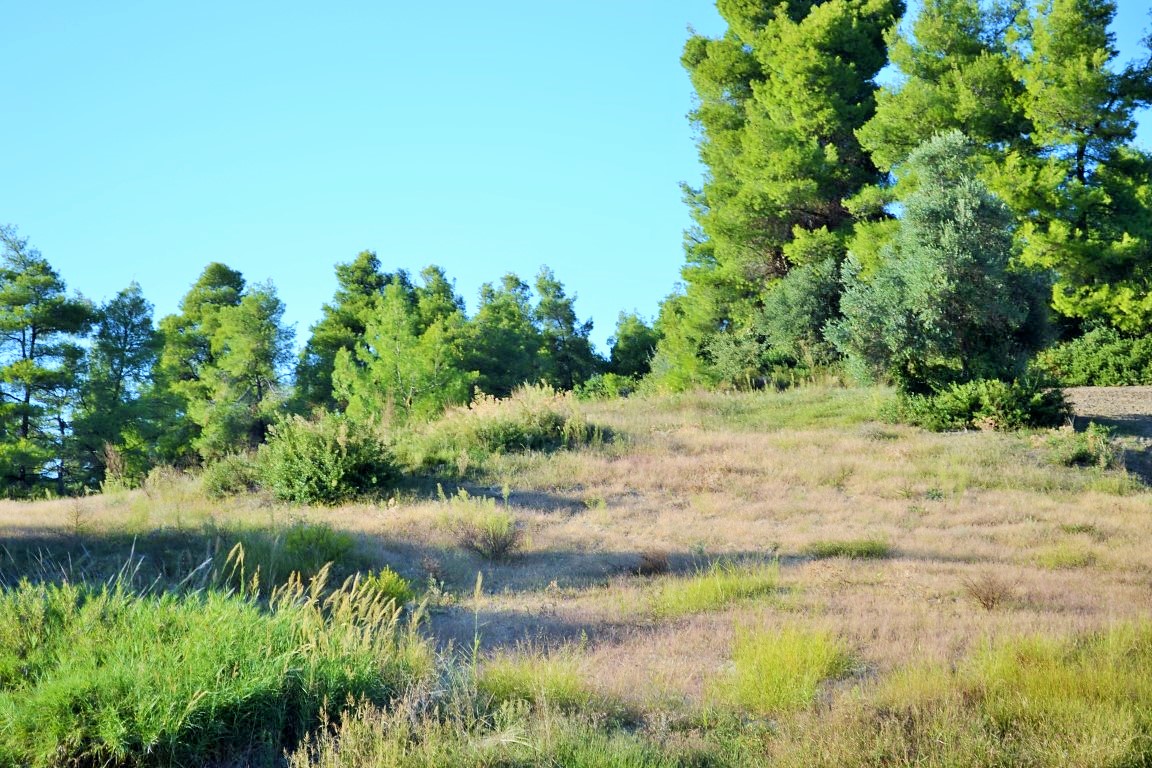 Земля на Кассандре, Греция, 5 230 м² - фото 2