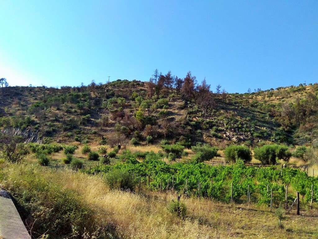 Земля в Ситонии, Греция, 3 500 м² - фото 2