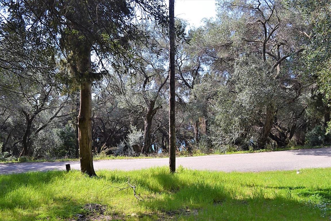 Земля на Корфу, Греция, 4 000 м² - фото 2