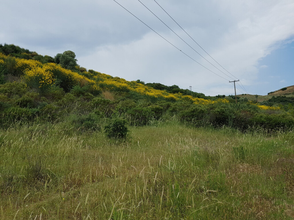 Земля в Ситонии, Греция, 4 396 м² - фото 2