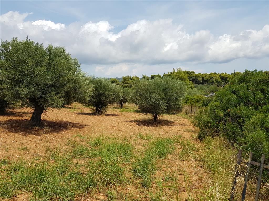 Земля в Ситонии, Греция, 5 078 м² - фото 2