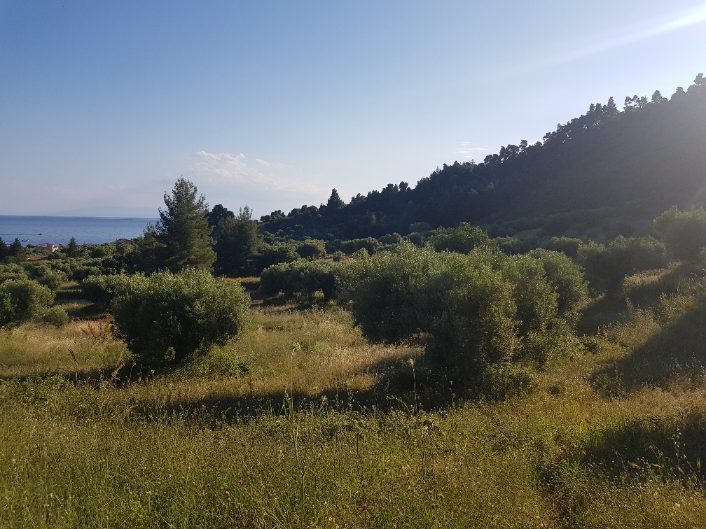 Земля на Кассандре, Греция, 4 500 м² - фото 2