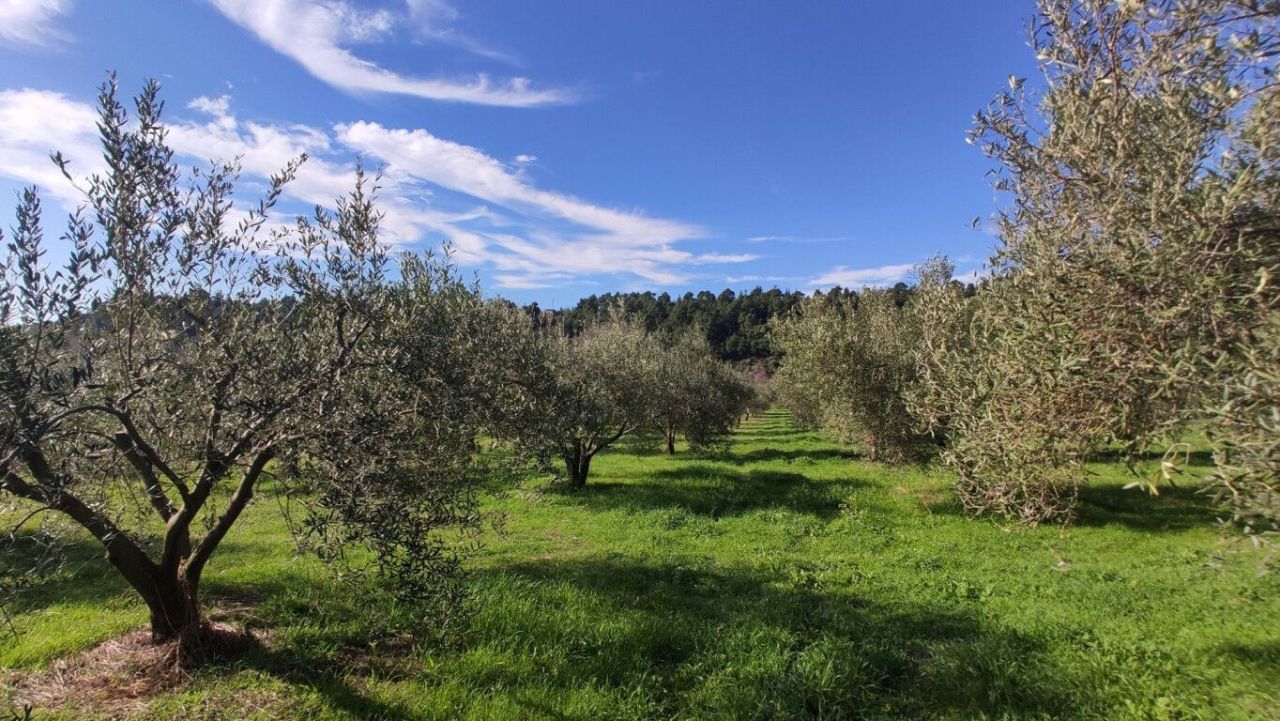 Земля в Ситонии, Греция, 14 000 м² - фото 2