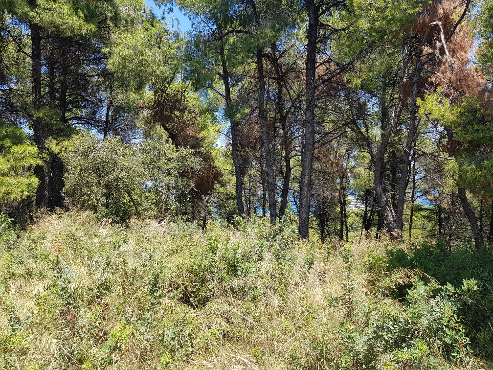 Земля на Кассандре, Греция, 11 000 м² - фото 2