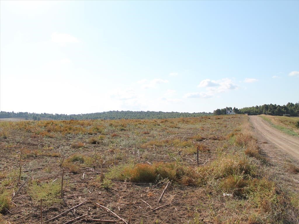 Земля на Кассандре, Греция, 4 500 м² - фото 2