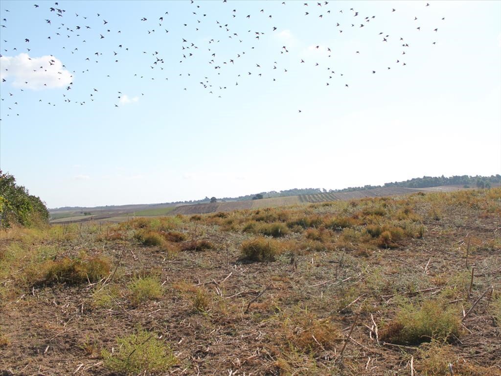 Земля на Кассандре, Греция, 4 500 м² - фото 3