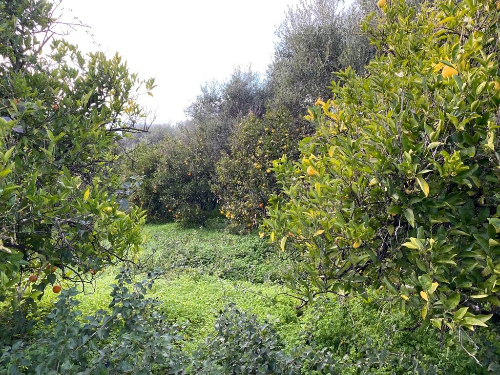 Земля в Ираклионе, Греция, 5 321 м² - фото 3