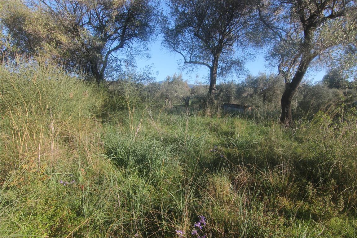 Земля на Корфу, Греция, 4 131 м² - фото 3