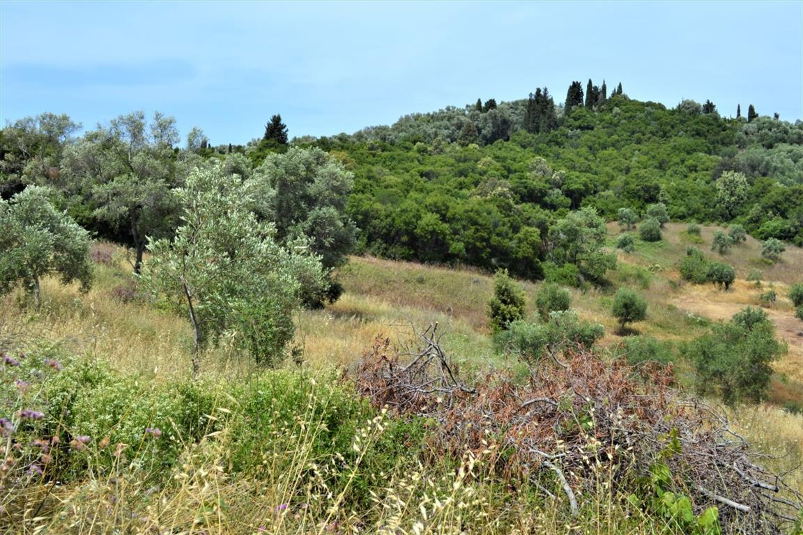 Земля на Корфу, Греция, 12 000 м² - фото 3