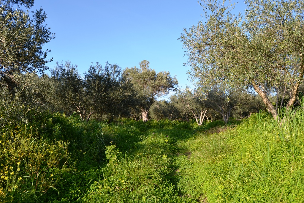 Земля в Ираклионе, Греция, 5 500 м² - фото 3