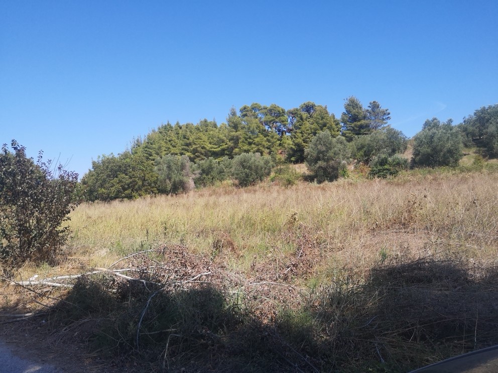 Земля на Кассандре, Греция, 3 700 м² - фото 3