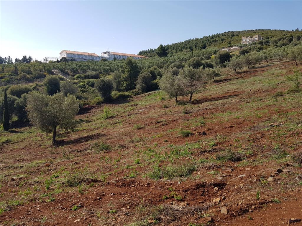 Земля в Ситонии, Греция, 6 500 м² - фото 3