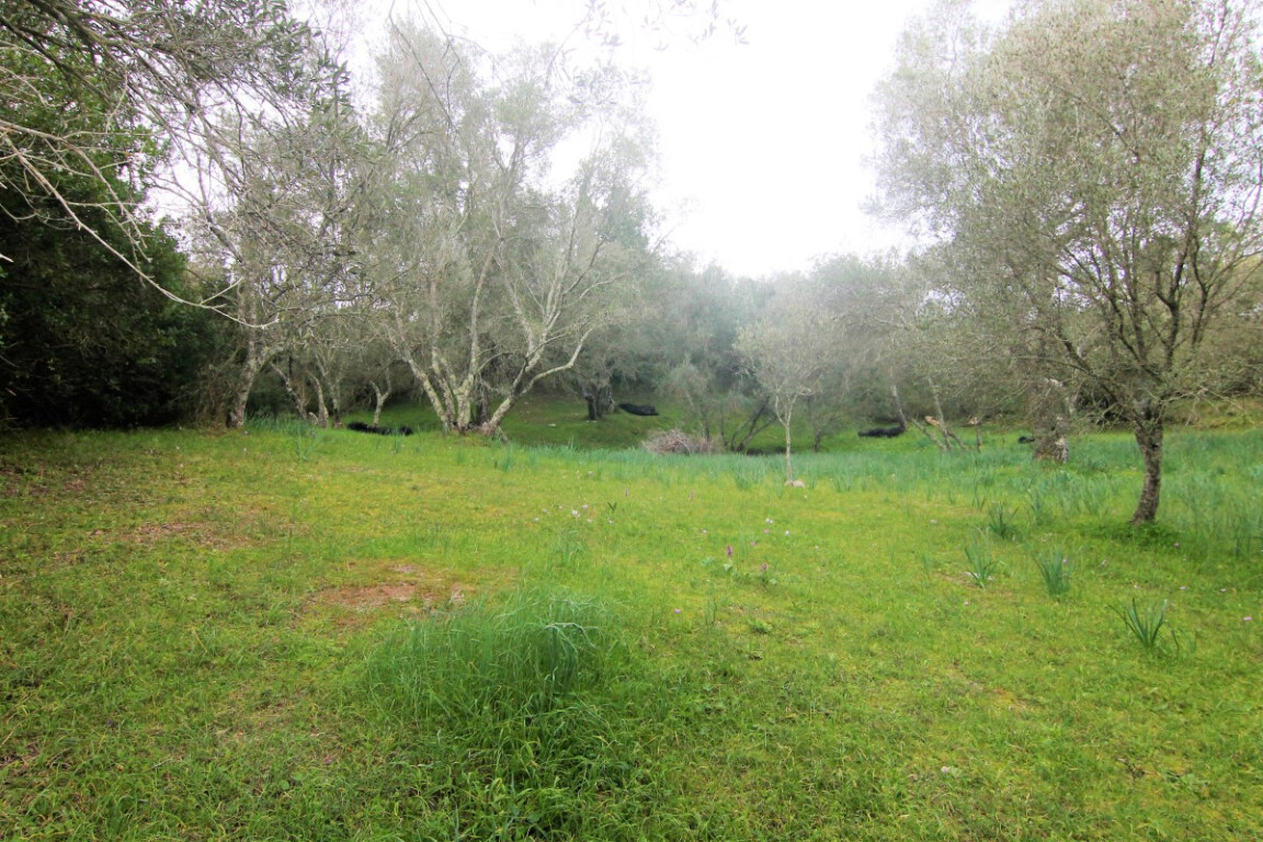 Земля на Корфу, Греция, 4 216 м² - фото 3