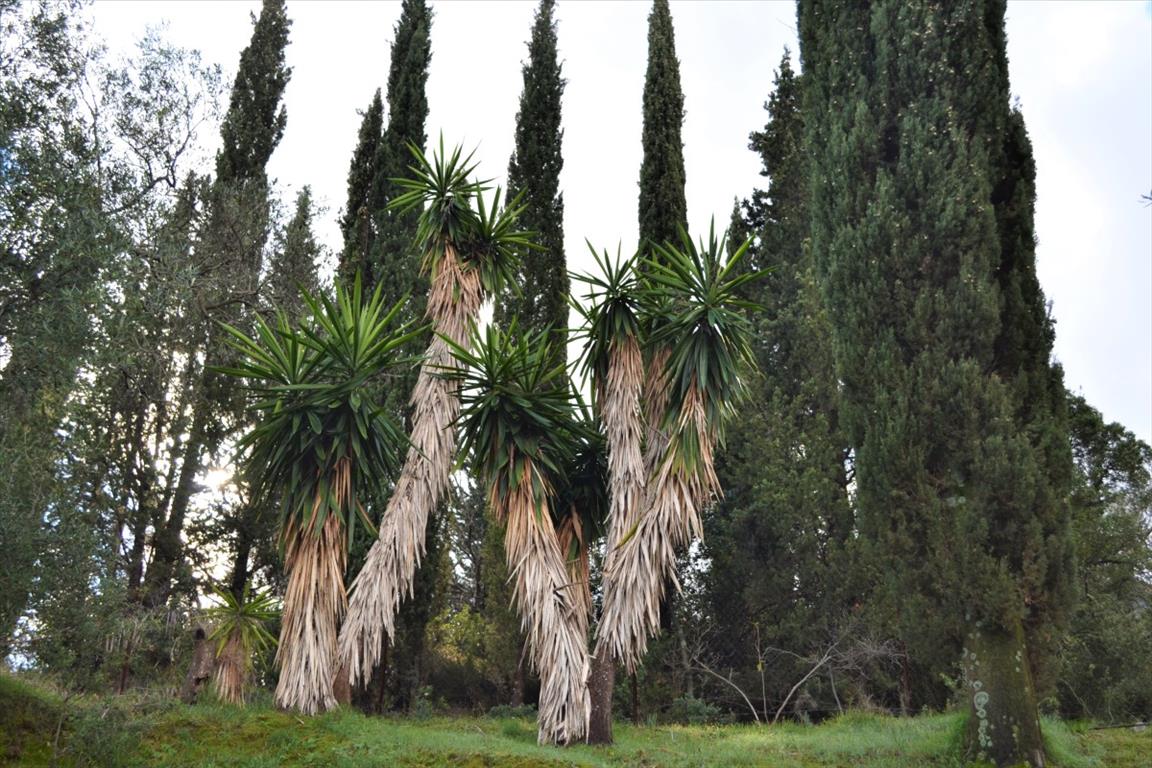 Земля на Корфу, Греция, 5 500 м² - фото 3