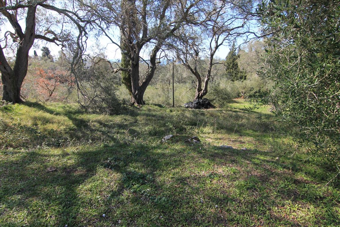 Земля на Корфу, Греция, 6 000 м² - фото 3