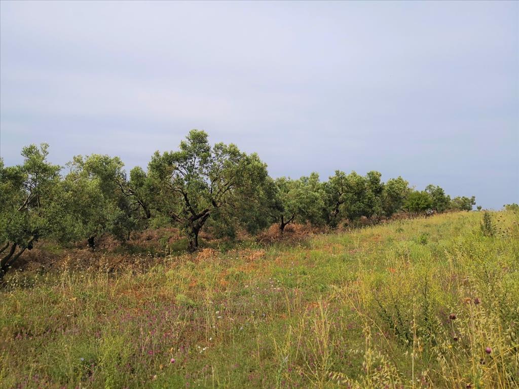 Земля в Ситонии, Греция, 5 330 м² - фото 3