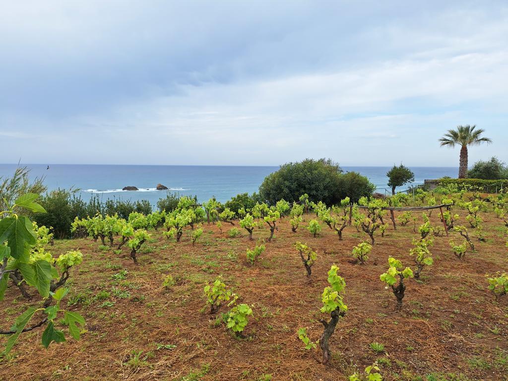 Земля на Корфу, Греция, 4 444 м² - фото 3