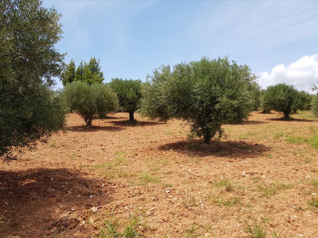 Земля в Ситонии, Греция, 5 078 м² - фото 3