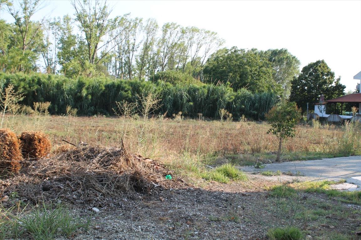 Земля на Кассандре, Греция, 2 500 м² - фото 3