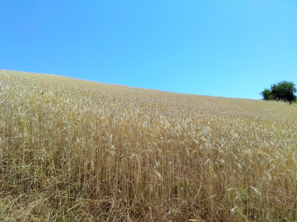 Земля на Халкидиках, Греция, 13 115 м² - фото 3