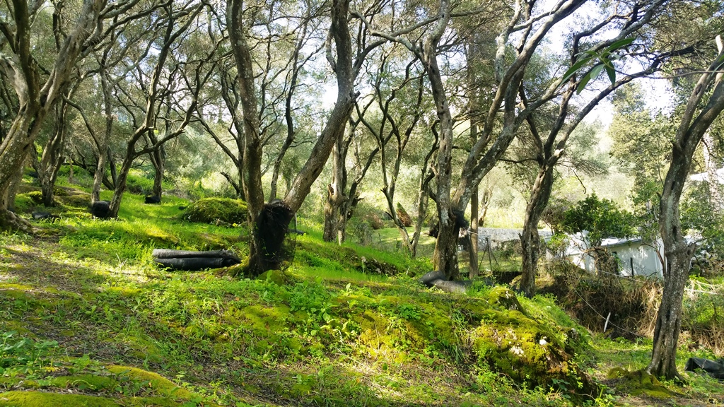 Земля на Корфу, Греция, 7 000 м² - фото 3