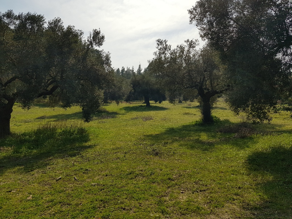 Земля на Кассандре, Греция, 4 300 м² - фото 3