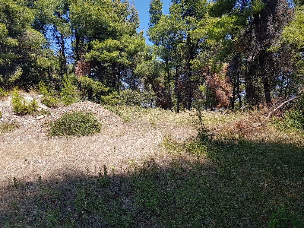 Земля на Кассандре, Греция, 11 000 м² - фото 3