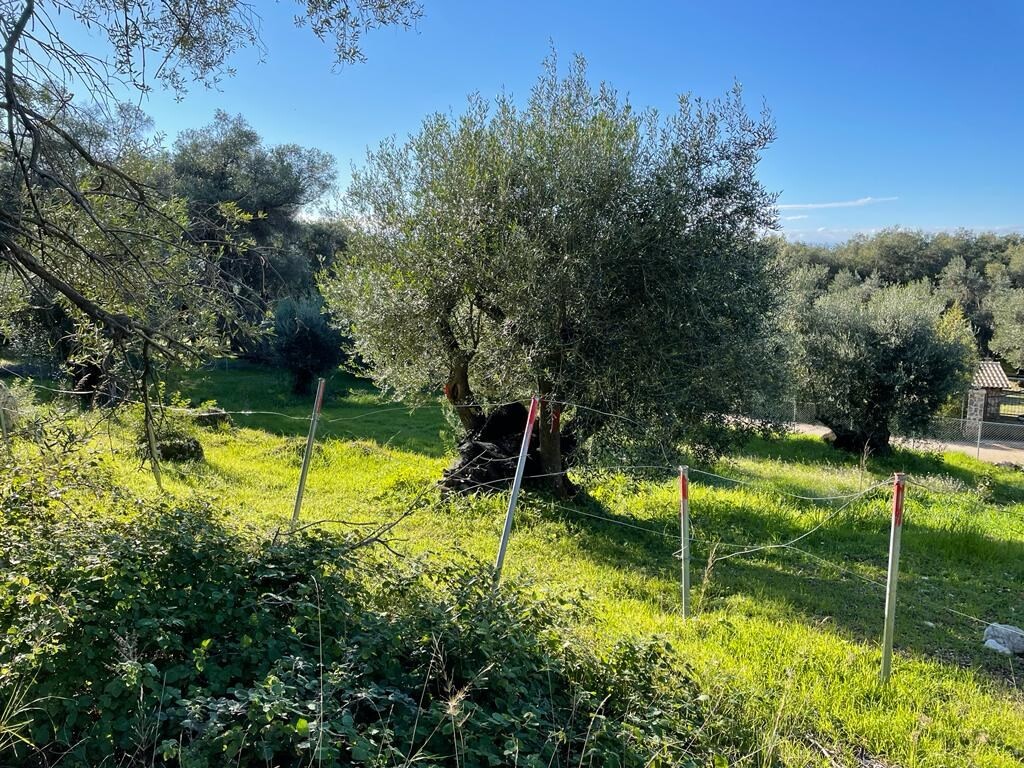 Земля на Корфу, Греция, 4 500 м² - фото 3