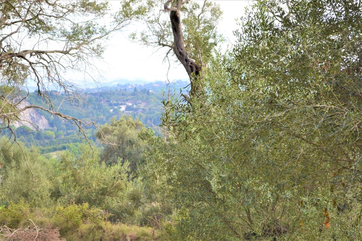 Земля на Корфу, Греция, 3 136 м² - фото 3