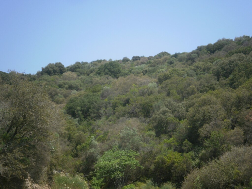 Земля на Халкидиках, Греция, 6 070 м² - фото 3