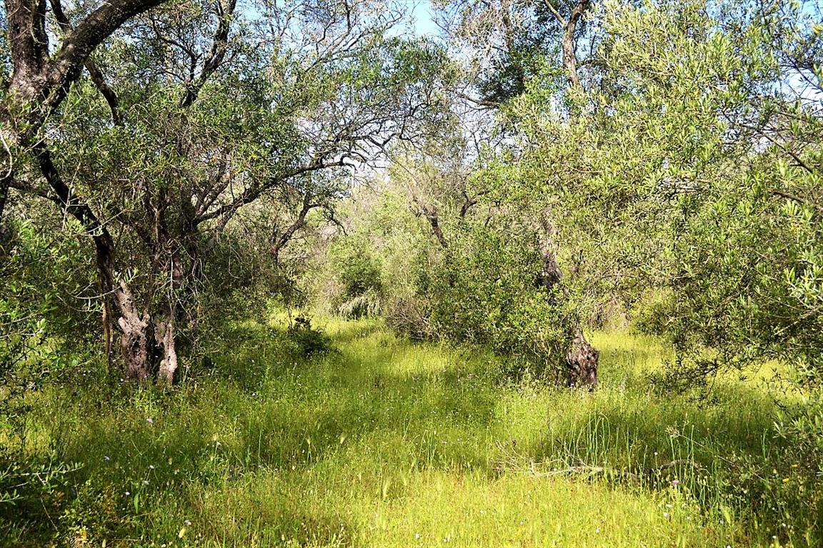 Земля на Корфу, Греция, 12 000 м² - фото 3