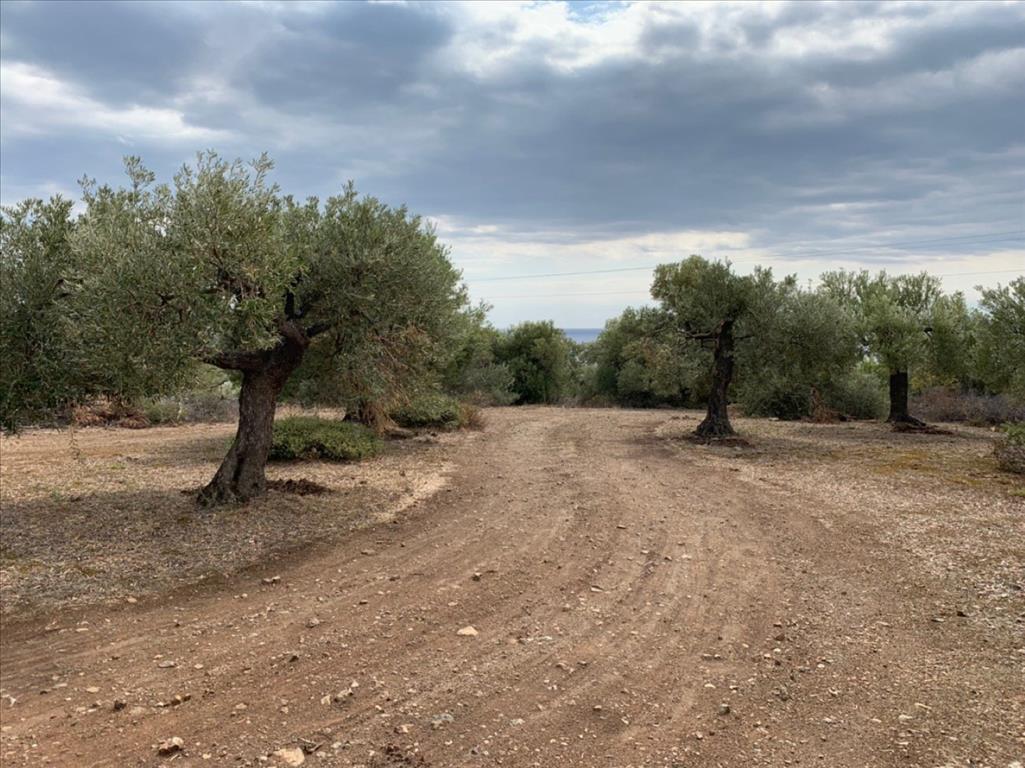 Земля в Ситонии, Греция, 12 458 м² - фото 3