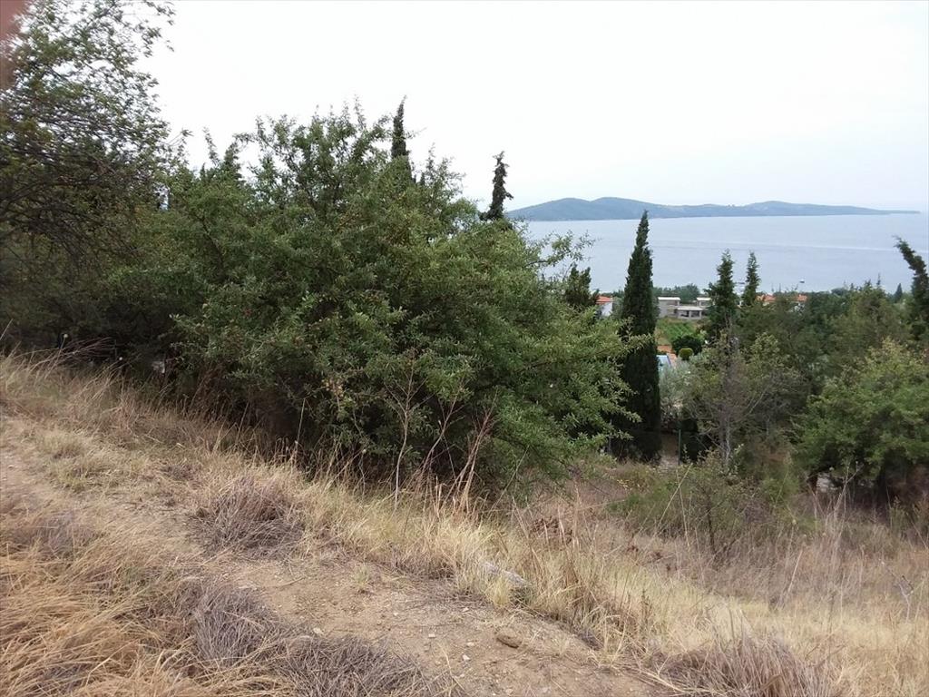 Земля на Халкидиках, Греция, 13 000 м² - фото 3