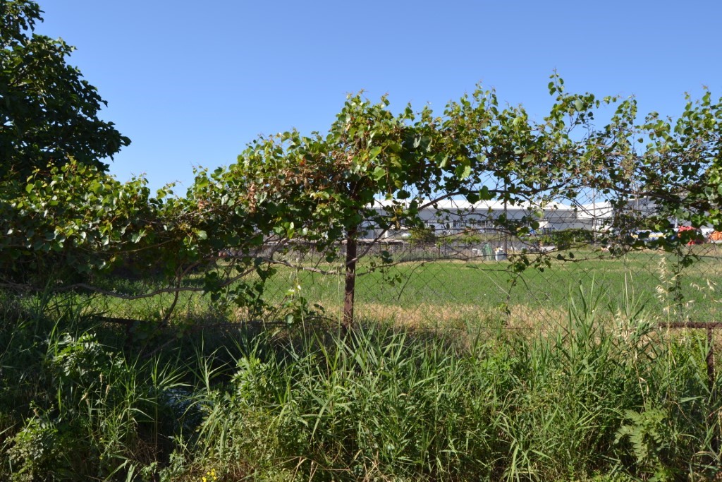 Земля в Ираклионе, Греция, 6 250 м² - фото 3