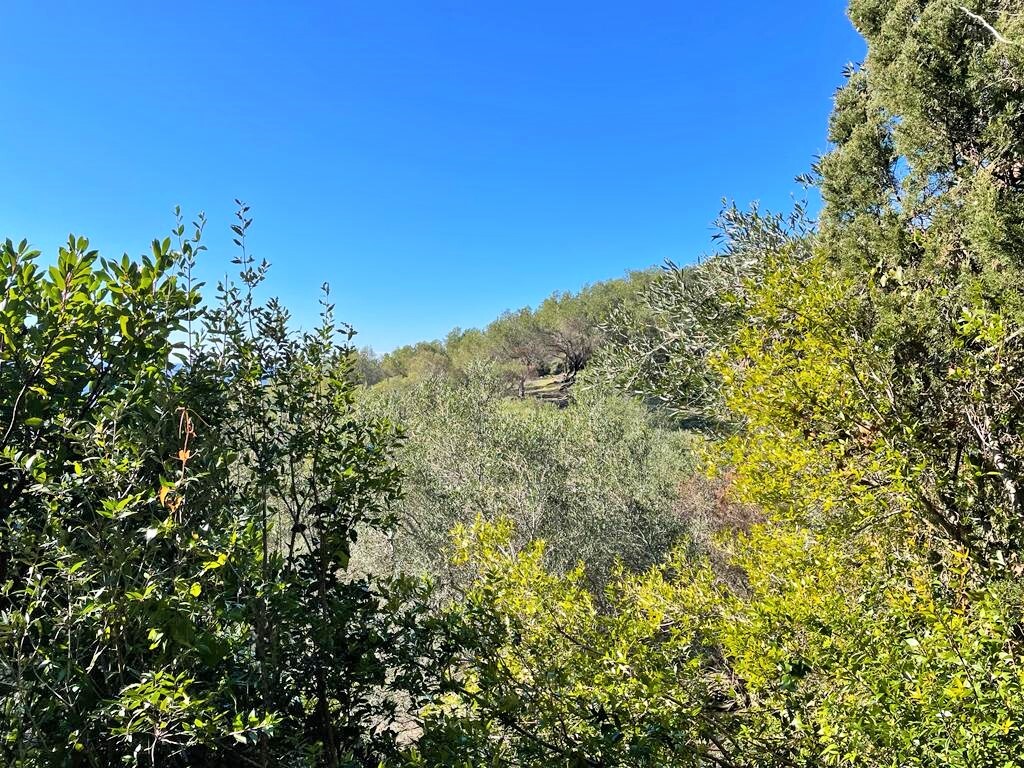 Земля на Корфу, Греция, 35 000 м² - фото 4