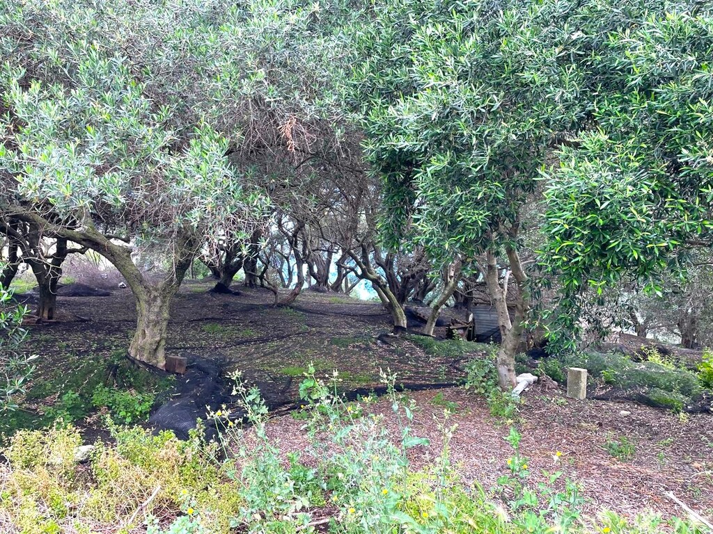 Земля на Корфу, Греция, 940 м² - фото 4