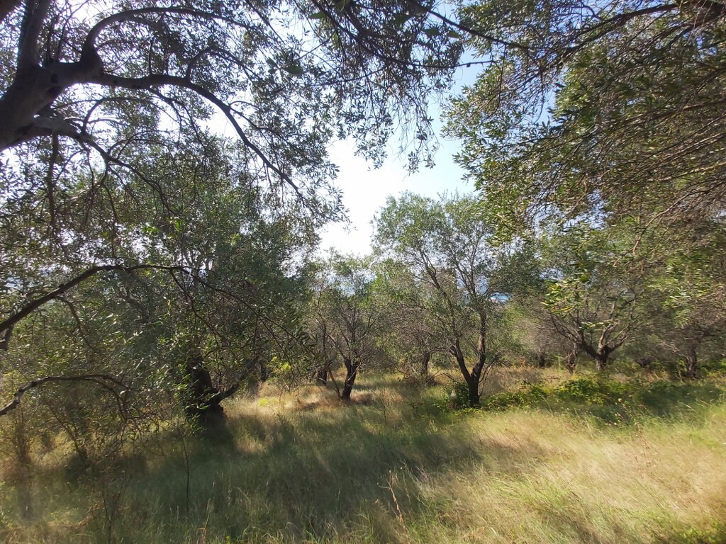 Земля на Корфу, Греция, 4 500 м² - фото 4