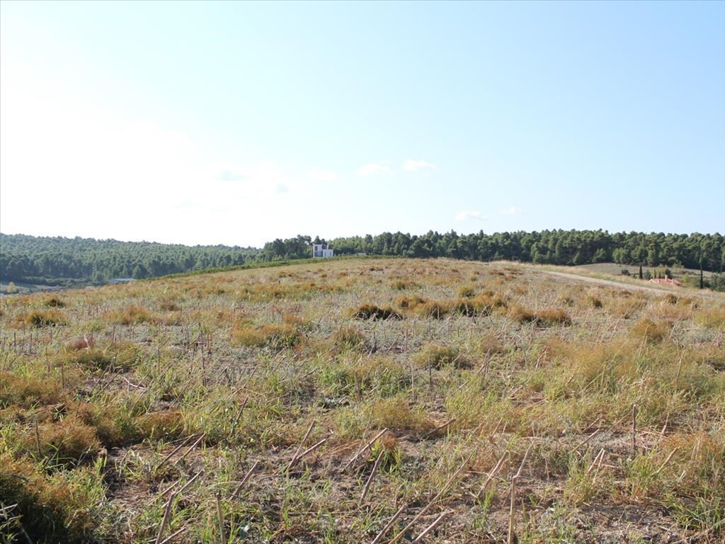 Земля на Кассандре, Греция, 4 500 м² - фото 4