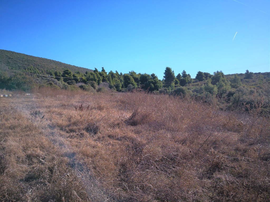 Земля в Ситонии, Греция, 12 000 м² - фото 4