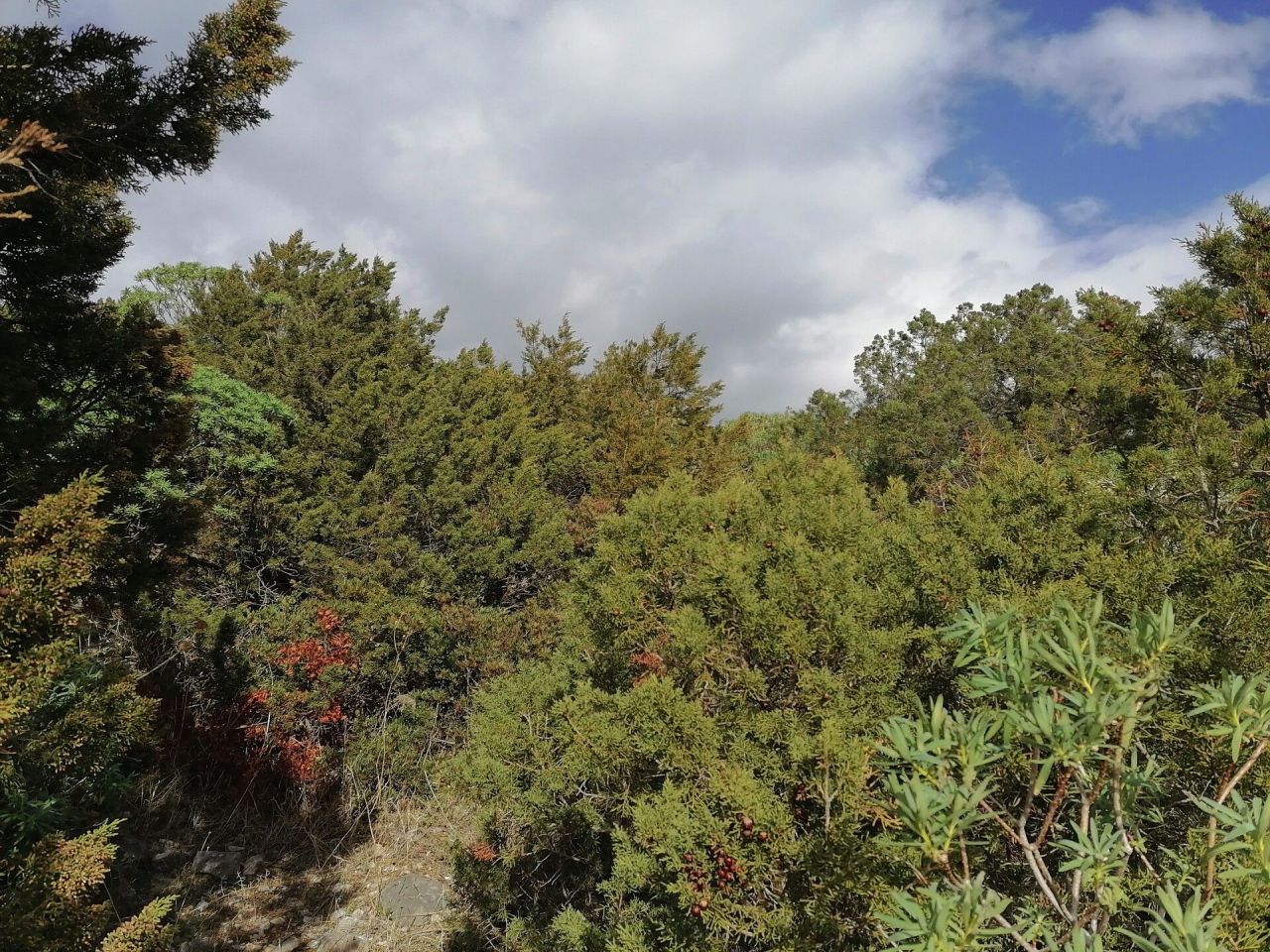 Земля в Аттике, Греция, 1 203 м² - фото 4