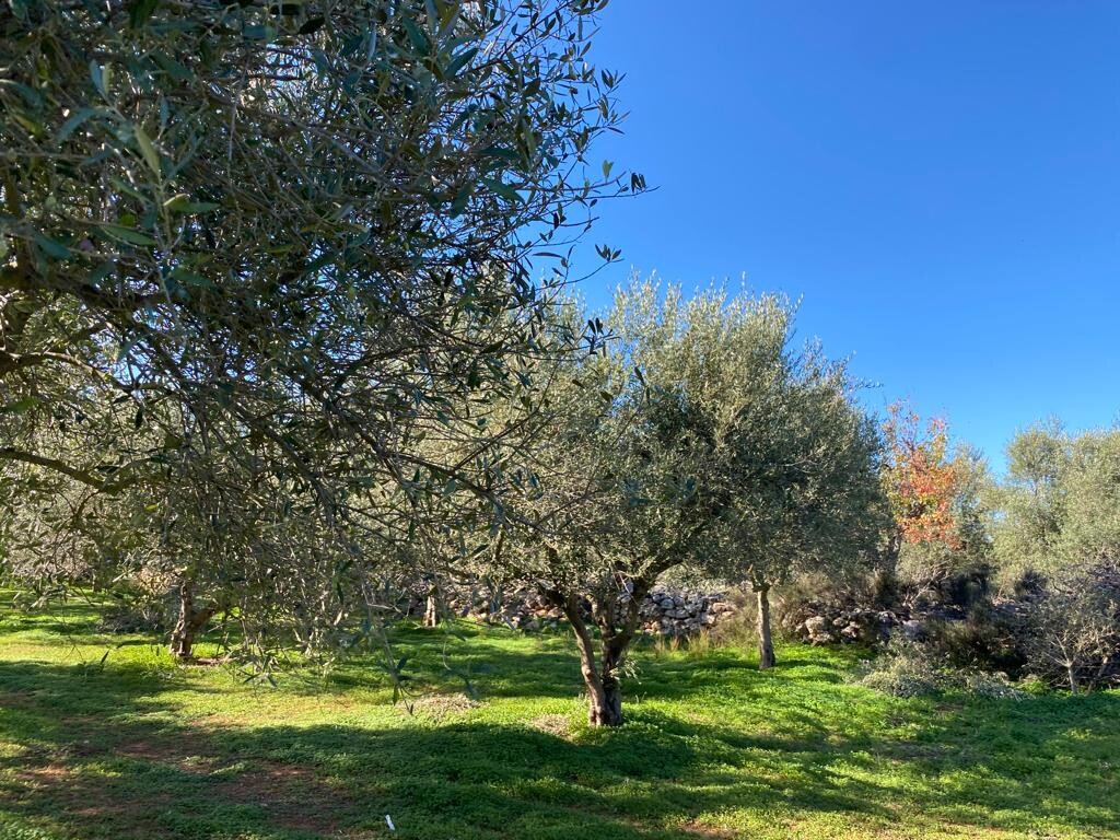 Земля в Ираклионе, Греция, 20 000 м² - фото 4