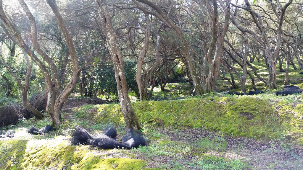 Земля на Корфу, Греция, 7 000 м² - фото 4