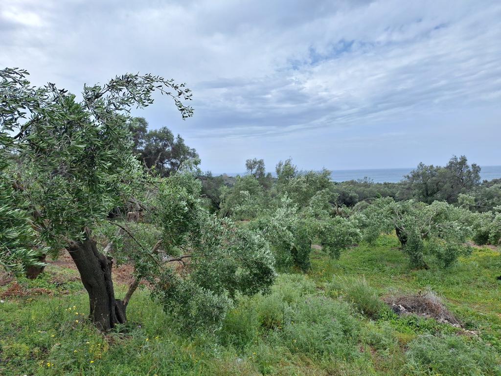 Земля на Корфу, Греция, 7 000 м² - фото 4