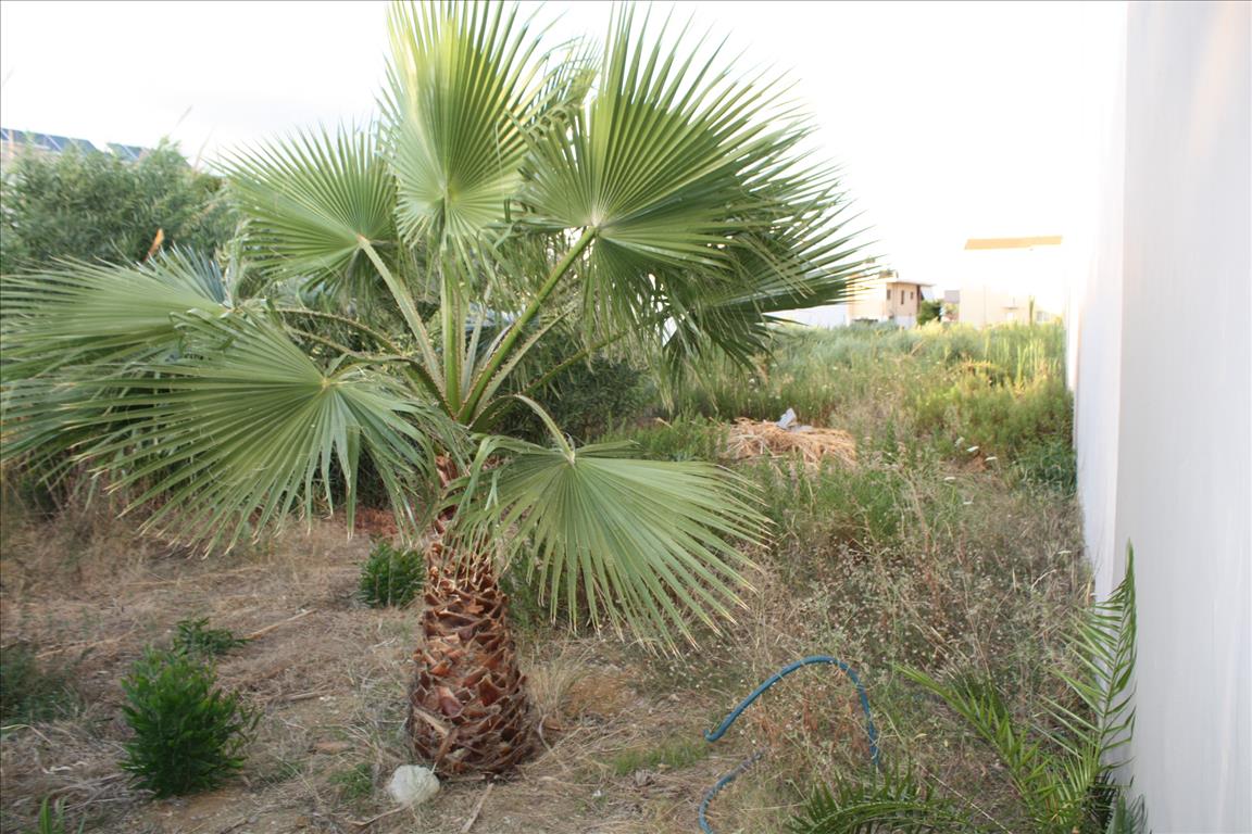 Земля в Ираклионе, Греция, 1 294 м² - фото 4