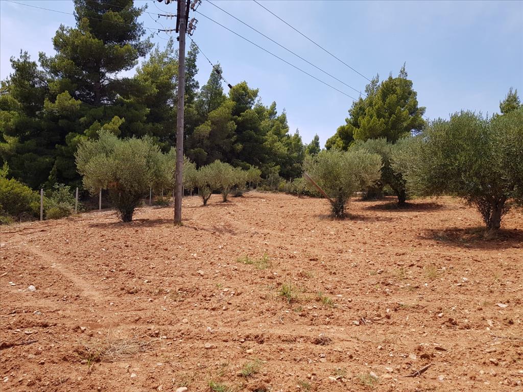 Земля в Ситонии, Греция, 5 078 м² - фото 4