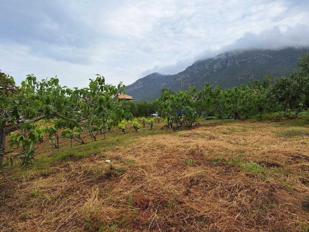 Земля на Корфу, Греция, 4 444 м² - фото 4