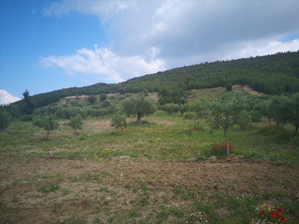 Земля на Кассандре, Греция, 18 500 м² - фото 4